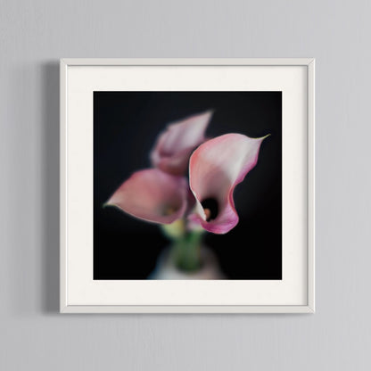 Floral Photography | Pink Lillies