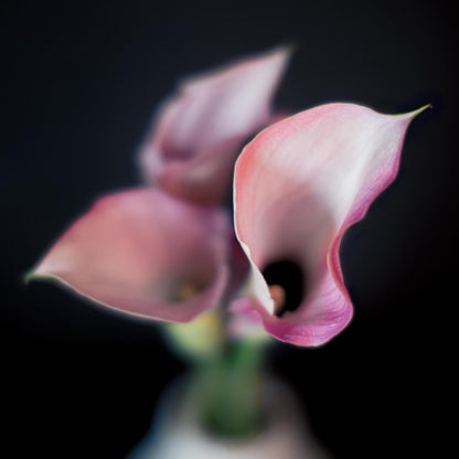 Floral Photography | Pink Lillies